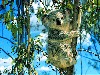Cool Hd Animal Koala Wallpaper wallpaper