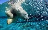 Polar Bear Underwater Free Wallpaper wallpaper