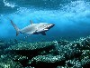 Shark In Deep Sea Hd Wallpaper wallpaper