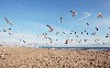 Summer Beach Birds Hd Wallpaper wallpaper