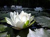 White Lotus Elegant Flower Wallpaper wallpaper