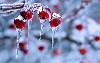 Winter Nature Photography wallpaper